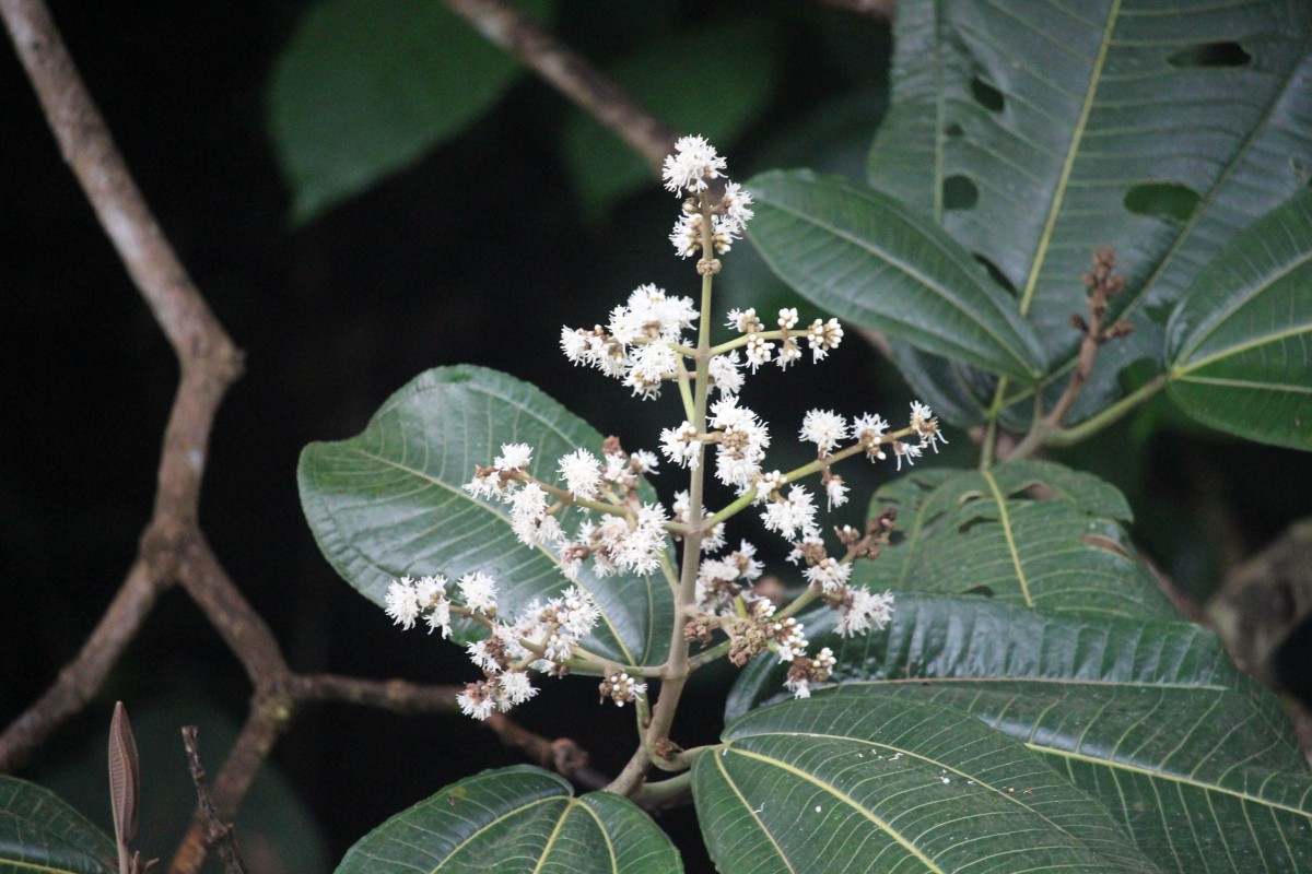 Miconia calvescens DC.